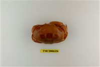 藏品(紅斑瓢蟹)的圖片